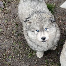 Capita - Gray and white female Siberian Husky puppy in Everett, Washington from Addison Grove Huskies