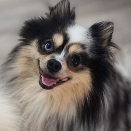 Mochi - Pomeranian