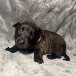 Yellow - Black sable female Belgian Malinois puppy in Klamath Falls, Oregon from Stellar Malinois