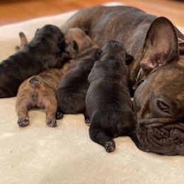 French Bulldog Puppies from Chen French Bulldogs