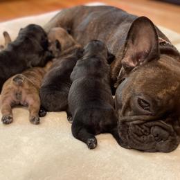 French Bulldog Puppies from Chen French Bulldogs