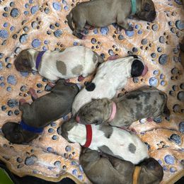 Ruben -Ted collar - Mantle merle male Great Dane puppy in Prosperity, South Carolina from Windy Knoll Great Danes