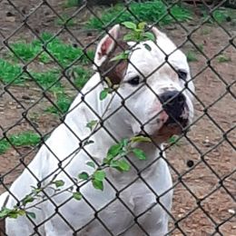 Conklin - American Staffordshire Terrier