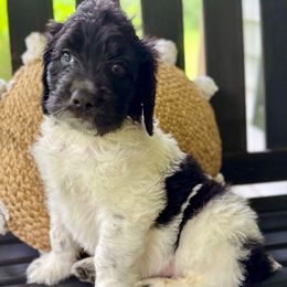 Duke - Black and white male Saint Berdoodle puppy in New Bern, North Carolina from Southern Doodles of Eastern North Carolina