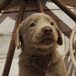 Dilute Retrievers and Labrador Retrievers from Jobs Peak Labradors