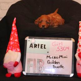 Goldendoodle and Poodle Puppies from Partridge Doodles and Poodles