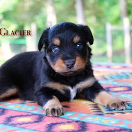Glacier - Black tri-color male Australian Shepherd puppy in Coldwater, Michigan from Northern Star Australian Shepherds