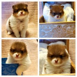 Parti Princes - Chocolate parti female Pomeranian puppy in Forsyth, Illinois from Amazing Grace Pomeranians