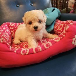 Whitie - White and apricot female Bichon Frise puppy in Chatham, Illinois from Bichon Frise Partnership