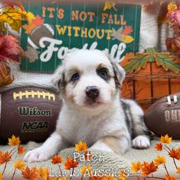 Patch - Blue merle male Australian Shepherd puppy in Purcell, Oklahoma from Lewis Aussie’s & Corgi’s