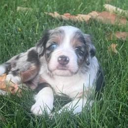 Milo - Blue merle male Bernedoodle puppy in Las Vegas, Nevada from Perfect Bernedoodles