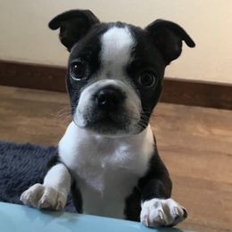 Boston Terriers from Boston Terrier Puppies