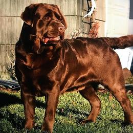 Labrador Retriever All Grown Up from Skyfire