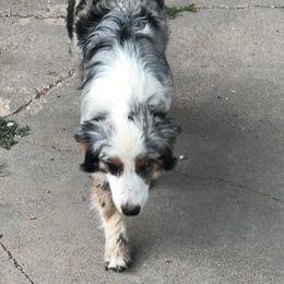 Bentley - Australian Shepherd
