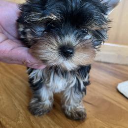 Yorkshire Terrier Puppies from Bohemian Beauty Yorkshire Terrier