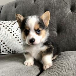 Pembroke Welsh Corgi Puppies from Lucky Pups Corgis