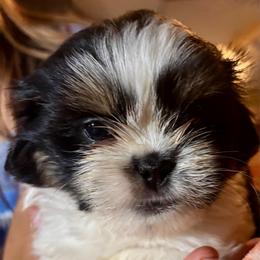 CKC.  Jerry. - Black and white male Shih Tzu puppy in Skipperville, Alabama from Nay Nay’s Babies