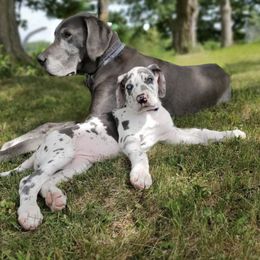 Great Dane Puppies from BkB’s House of Danes