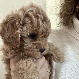 Assorted Doodle Crosses, Bernedoodle, Cavachon, Cavapoochon, Goldendoodle, and Spanish Water Dog Puppies from PitterPatterPuppiesNJ