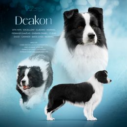 Deakon - Border Collie