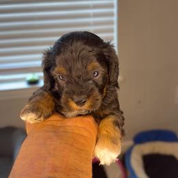 Diana - Tri-color female Yorkipoo puppy in Atlanta, Georgia from YorkShih Pup & Co