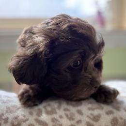 Maltese and Maltipoo Puppies from BeachRidge Pups