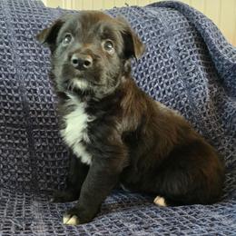 Friar Tuck - Black & white male Australian Shepherd puppy in Wrightsville, Georgia from Wild Magnolia Farms Aussies