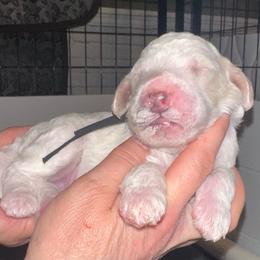 Luke - Cream male Poodle puppy in Prosperity, Pennsylvania from Stelladoodles & Company