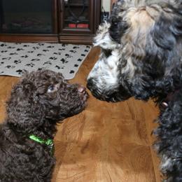 Poodle Puppies from RK'S Pets