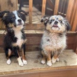 Miniature Australian Shepherd Puppies from Dusty Dogs Miniature Australian Shepherds