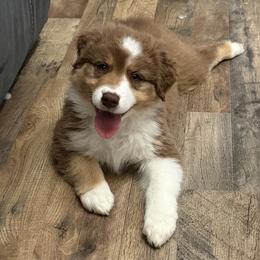 Shari - Red tri-color female Australian Shepherd puppy in Jonesborough, Tennessee from Lotus Australian Shepherds