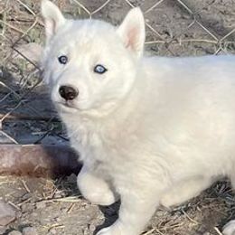 Siberian Huskies from Utah Atwood Huskies