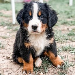 Meisha GUARDIAN HOME ONLY for zip code 49435, read description - Black rust and white female Bernese Mountain Dog puppy in Marne, Michigan from MI Doodles