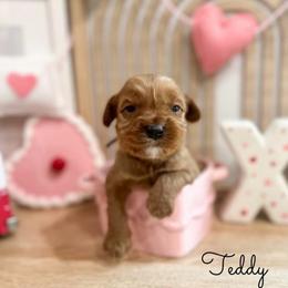 Teddy - Red male Australian Labradoodle puppy in Palmdale, California from Doodles_Ko