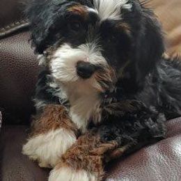 Bernedoodle Puppies from Kiya's Bernedoodles
