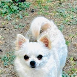 Princess Snow Whitey - Chihuahua