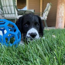 English Springer Spaniels from Ridgeline Springer Spaniels