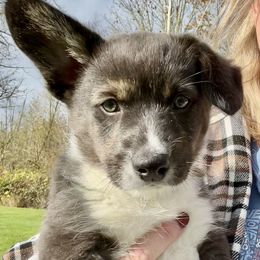 American Corgi Puppies from Patriot American Corgi