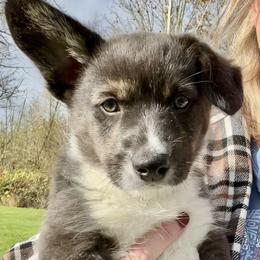 American Corgi Puppies from Patriot American Corgi