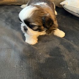 Oreo - Red and white male Shih Tzu puppy in Pottstown, Pennsylvania from DHDoggs Shih Tzu