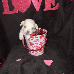 Maltese Puppies from Sweetface Maltese
