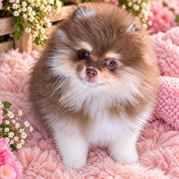 Boots - Chocolate and tan female Pomeranian puppy in Fayetteville, North Carolina from Tar-heel Poms