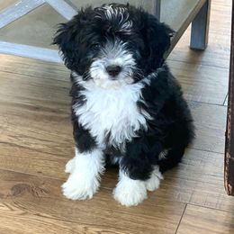 Aussiedoodle Puppies from Ever After Mini Doodles
