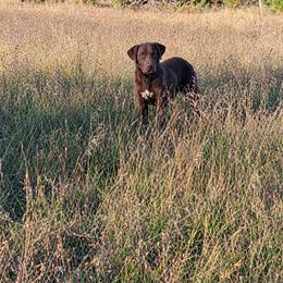 Pilot - Chesapeake Bay Retriever