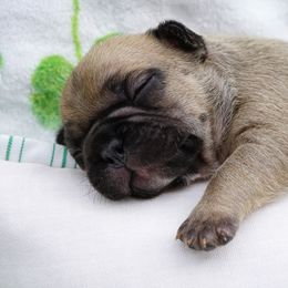 French Bulldog Puppies from Busy Bee French Bulldogs