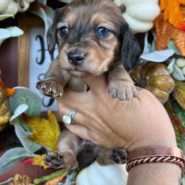 Shaded cream dapple girl - Dapple female Dachshund puppy in Payette, Idaho from NT Mini Doxies