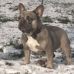 Lyla - French Bulldog