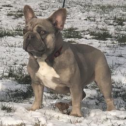 Lyla - French Bulldog