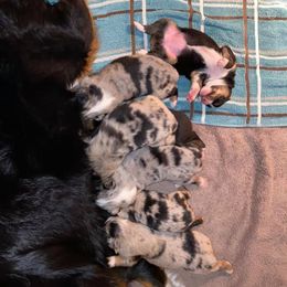 Australian Shepherd Puppies from Sweets' Cattle Co and Australian Shepherds
