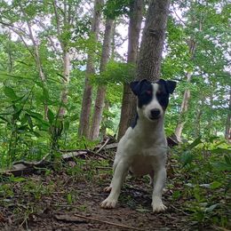 Jack Russell Terriers from Whitehouse Jack Russells